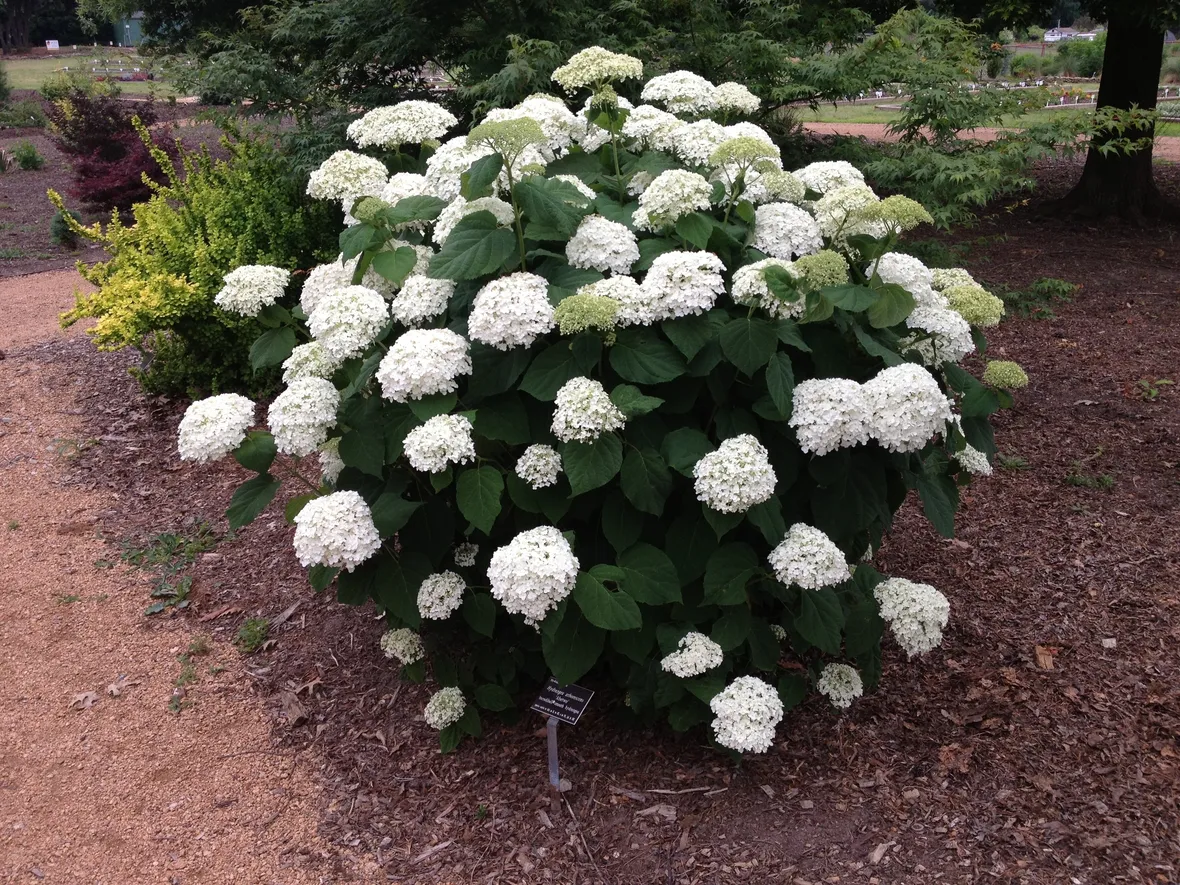 Hydrangea arborescens