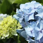 ortensia blu