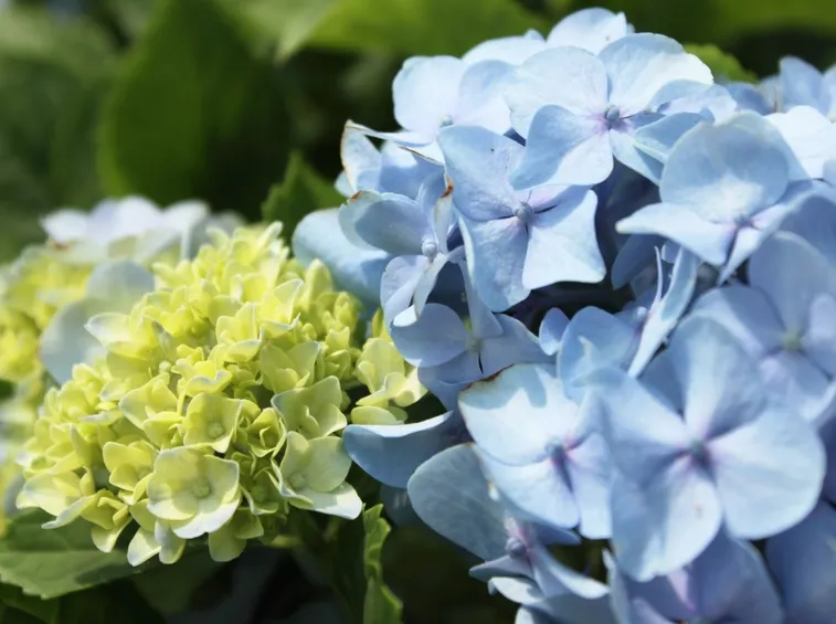 ortensia blu