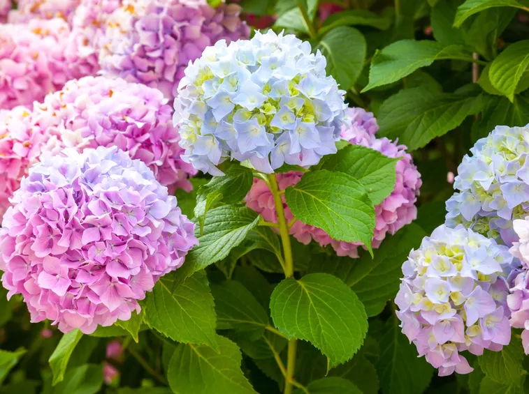 hydrangea