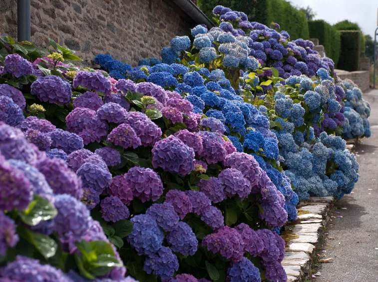 ortensie 
