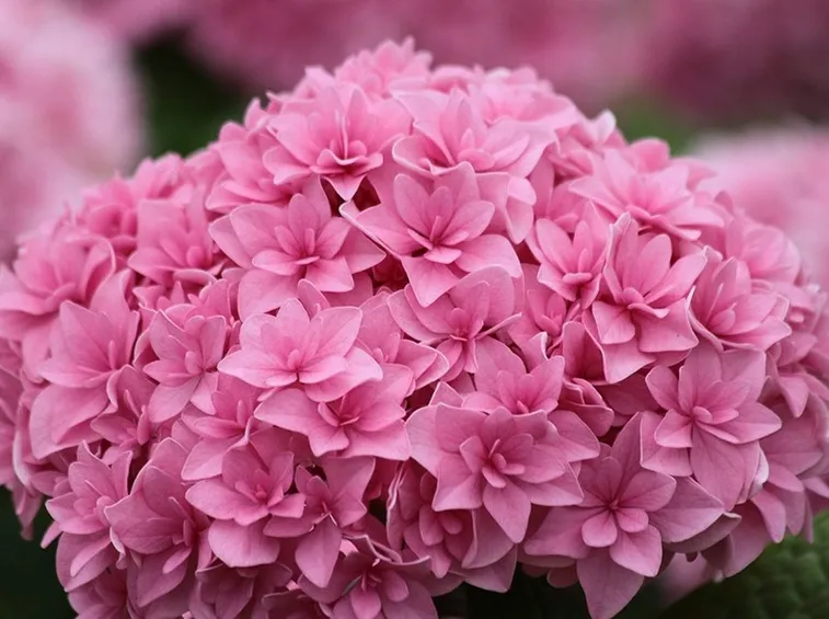 ortensia rosa