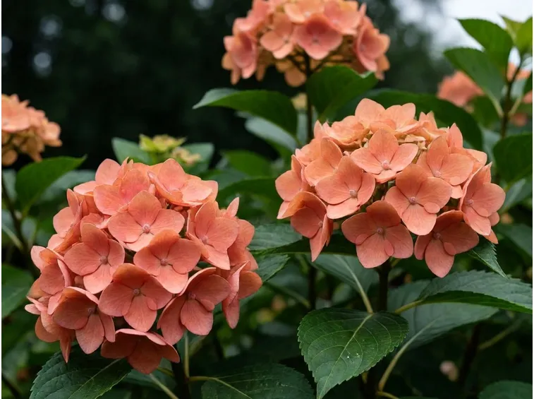 Hortensis