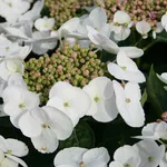 Merveille Sanguine