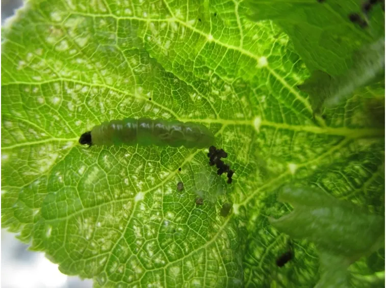 foglie ortensia rovinate da insetti