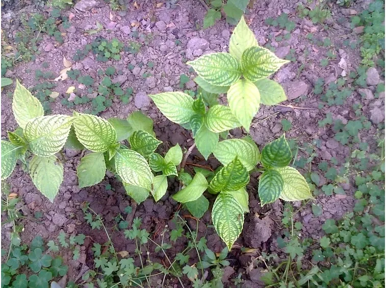 clorosi ortensia