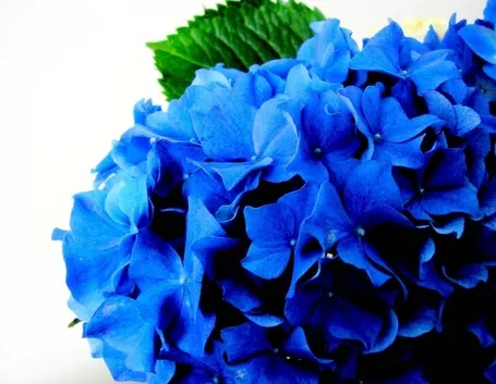 Esemplare di ortensia blu
