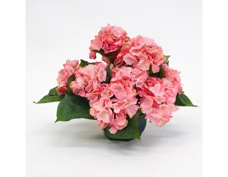 Fiore di ortensia