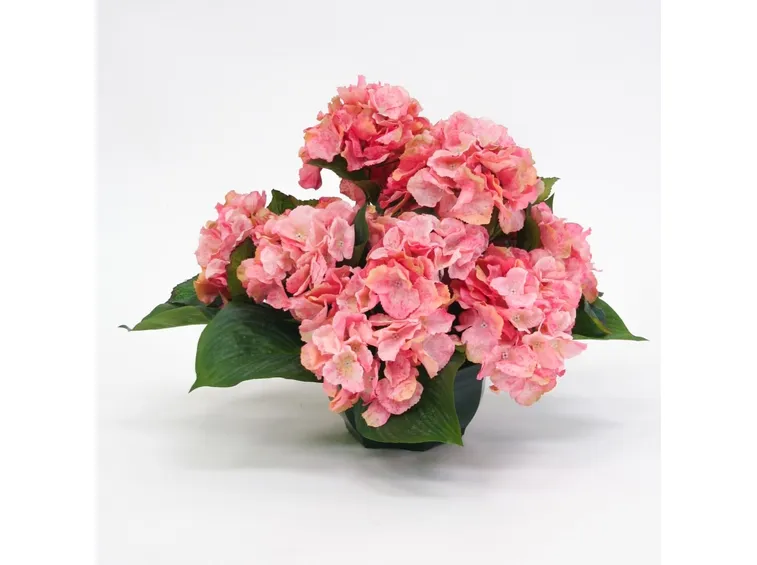 Fiore di ortensia