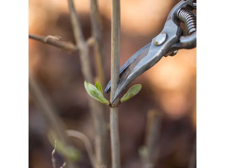 Esempio potatura ortensie