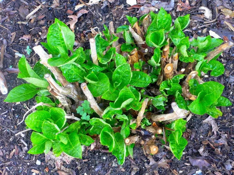 potatura ortensie