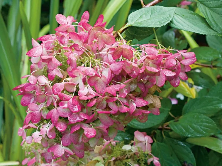 ortensia pink diamond