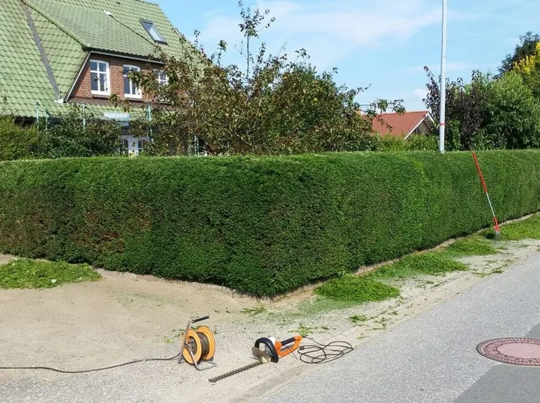 Siepi privacy