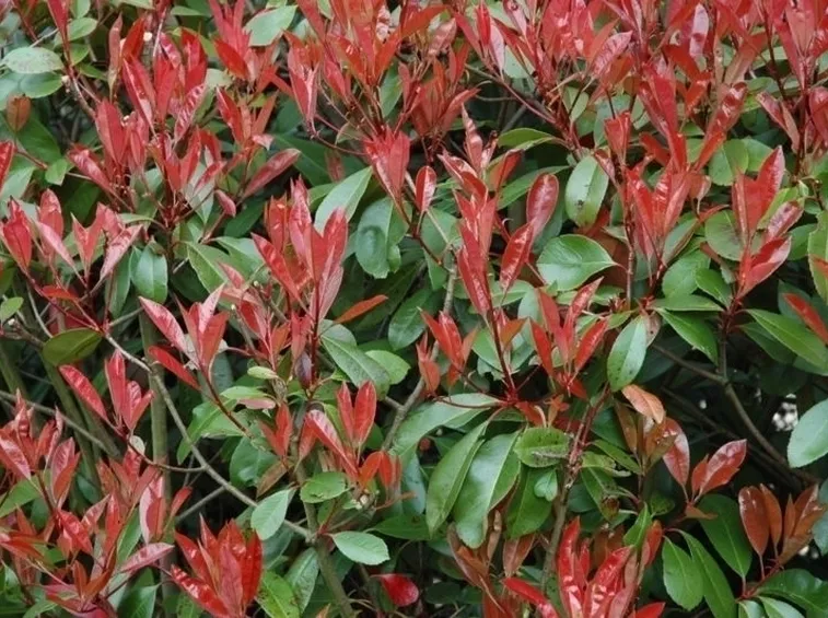 Esempio siepe photinia