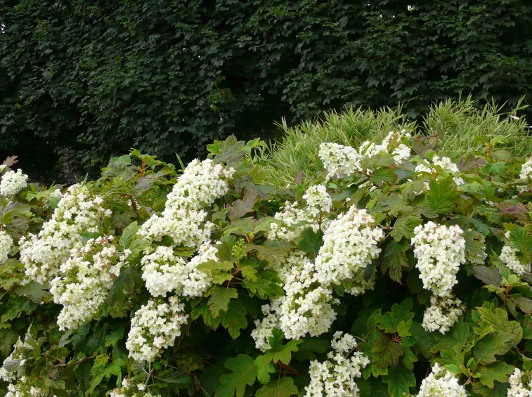 Quercifolia