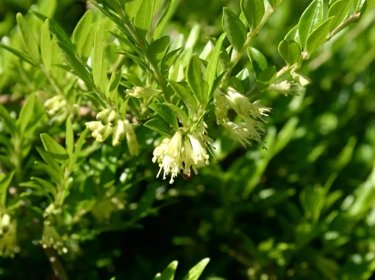 ortensia rampicante