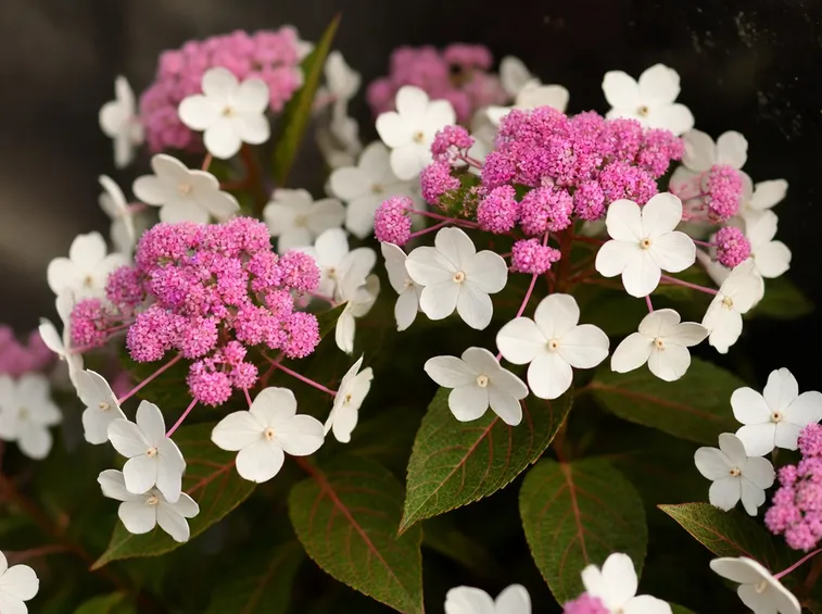 Acuminata