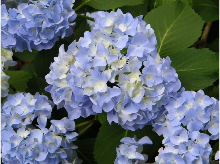 ortensia blu