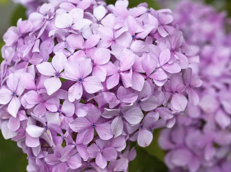fiori ortensia