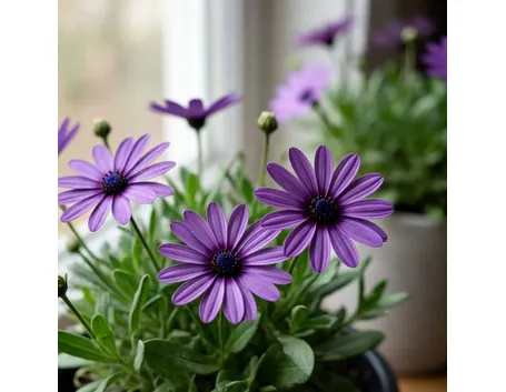 osteospermum
