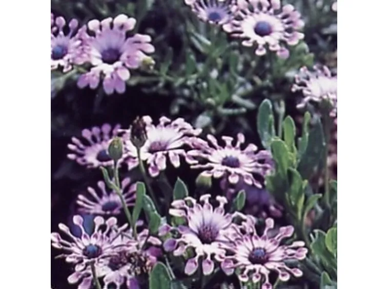 osteospermum
