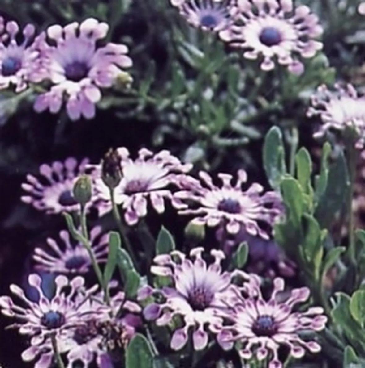 osteospermum