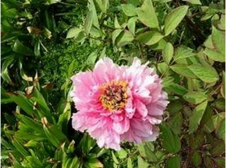 peonia