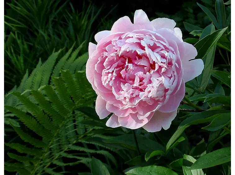 Bellissima peonia rosa