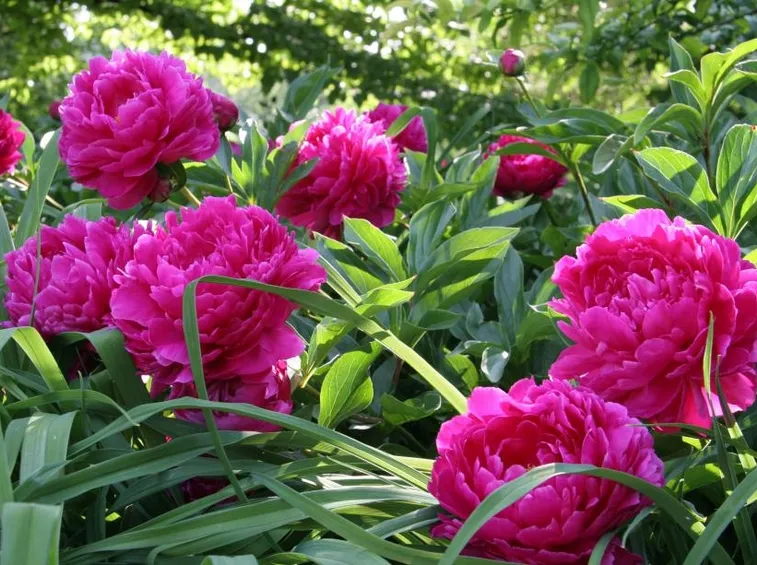 Fiori peonia arbustiva