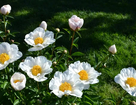 Dei fiori di peonia bianca