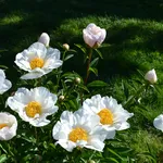 Dei fiori di peonia bianca
