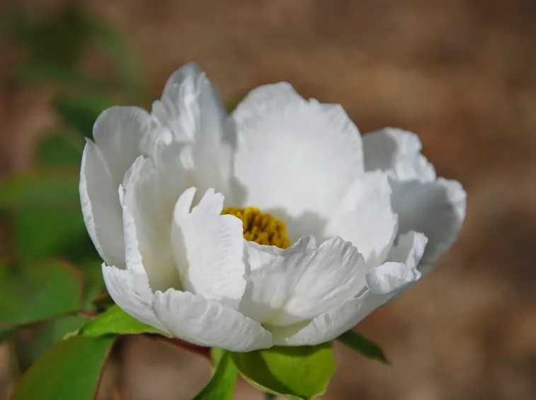 Una pianta di peonia bianca