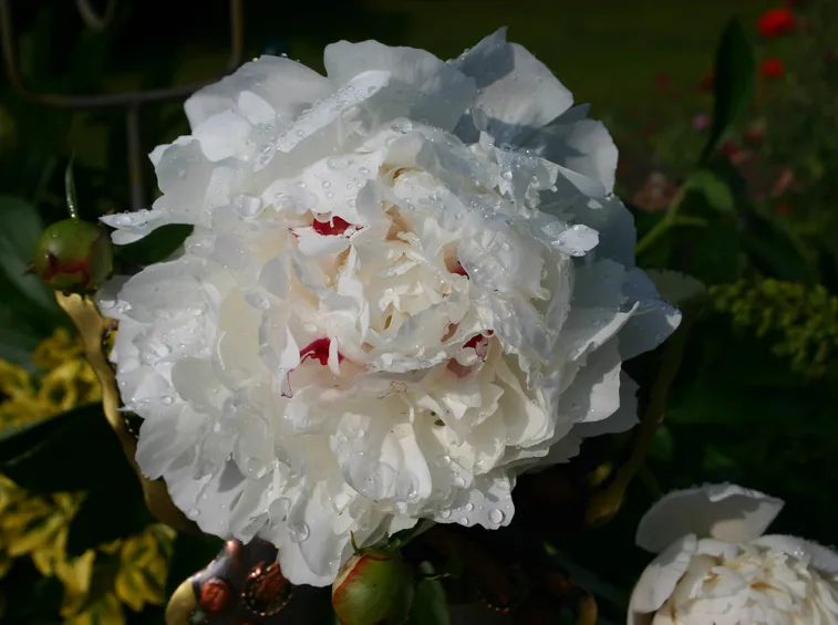 Un esemplare di peonia dai fiori rosa