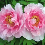 Esemplare di peonia erbacea