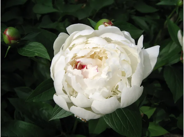 Esemplare di peonia bianca