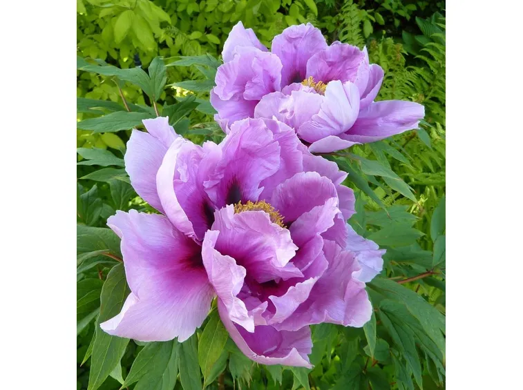 Peonia in fiore