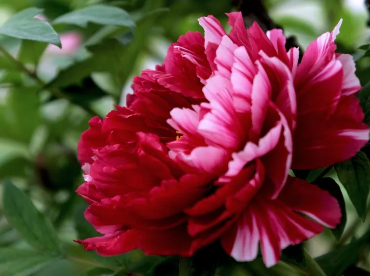 semi di peonia