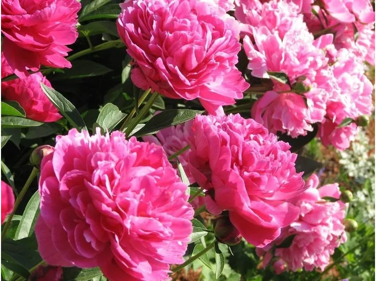 Bellissimo cespuglio di peonie rosa
