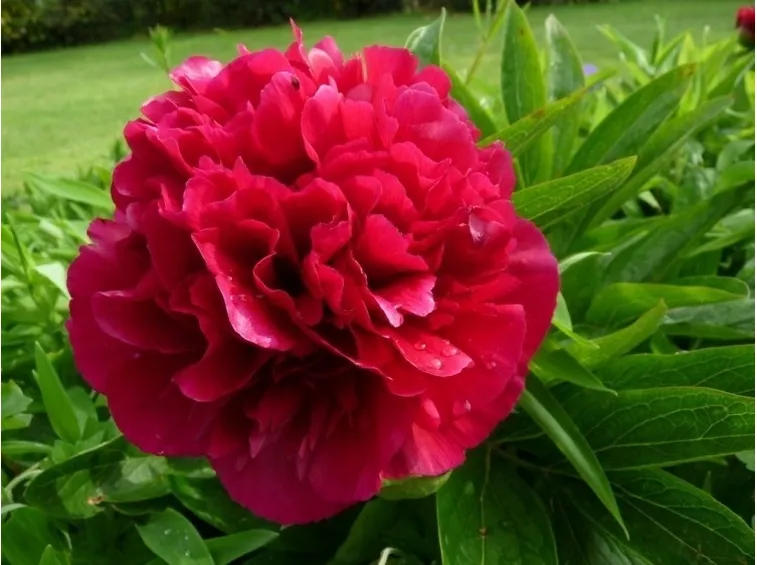 Meraviglioso fiore fucsia di una peonia erbacea
