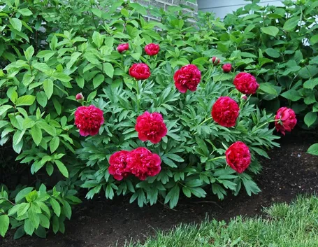 Peonie dal fiore rosso.