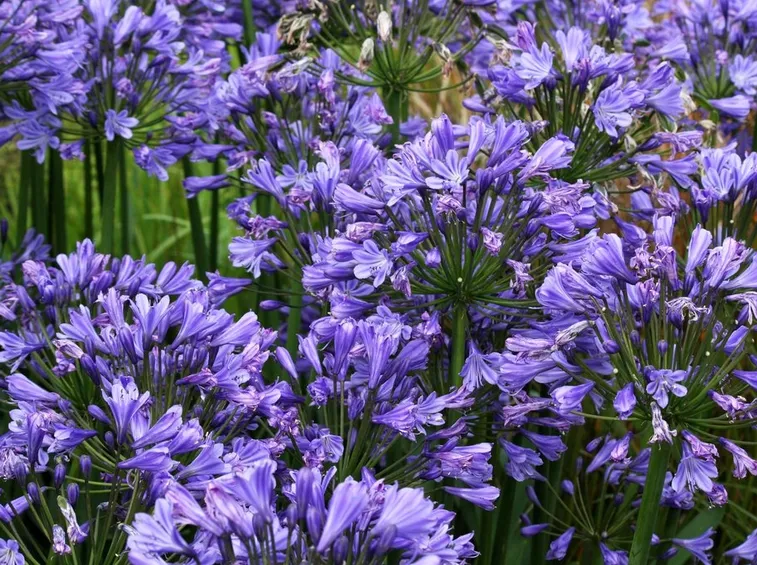 Agapanthus fiorito