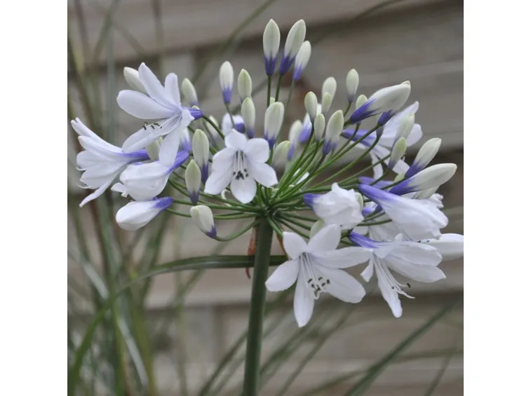 Agapanthus bianco