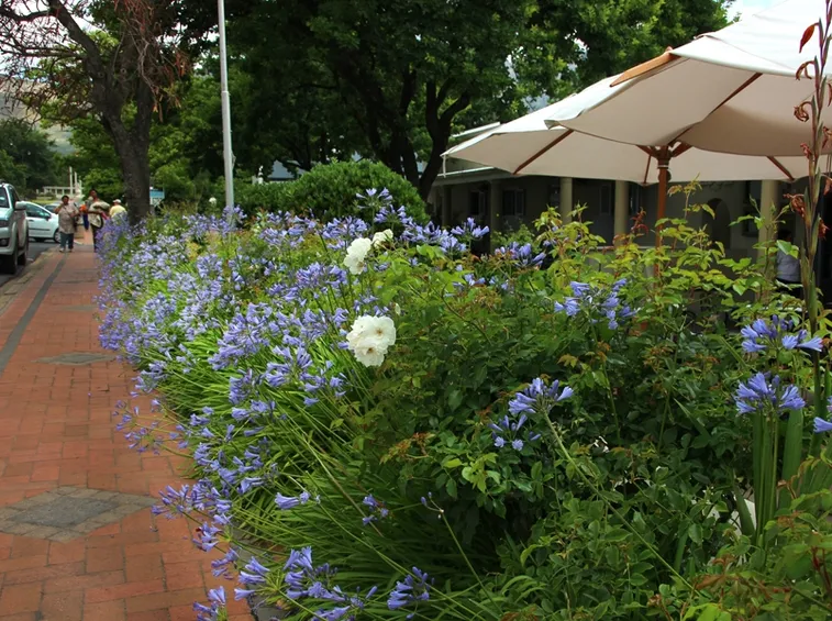 Bordura naturale di Agapanthus