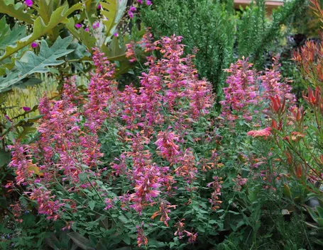Agastache