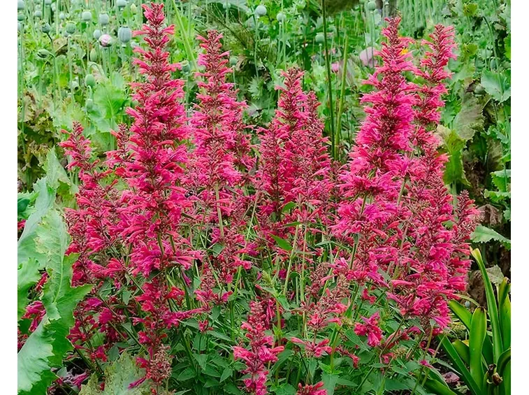 Agastache fiore pianta