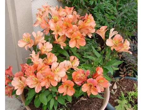 Alstroemeria