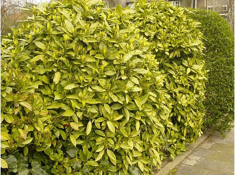 Aucuba japonica variegata