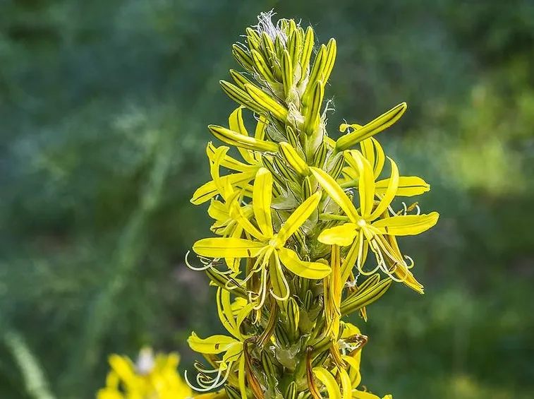 Fioritura asfodelo