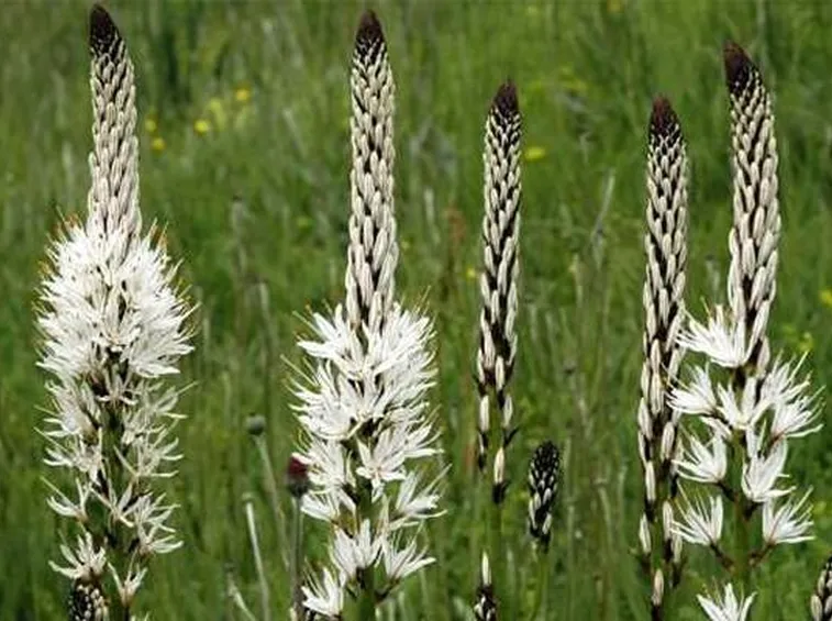 Fioritura pianta ornamentale