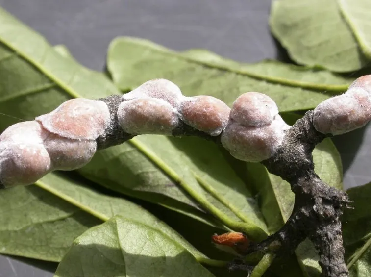 Cocciniglia farinosa
